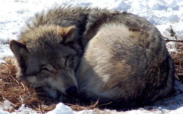 Is it time to de-list the grey wolf, and let landowners protect their property?
