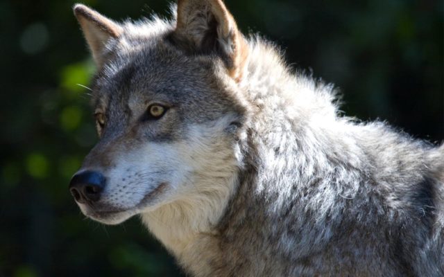 Wolves are the common enemy among cattle ranchers in Oregon, can we trust Kate Brown to help?