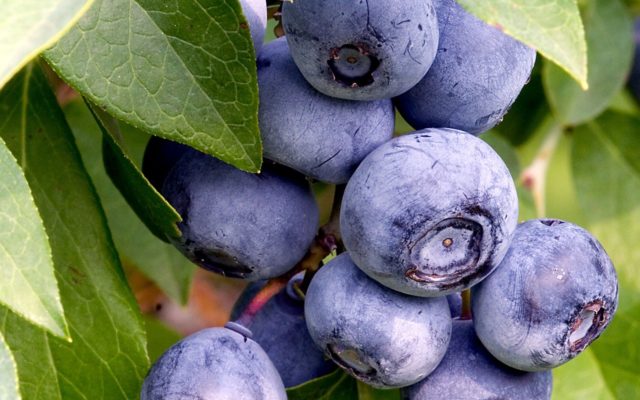 Government forces blueberry farmers to pay workers 50 percent more.