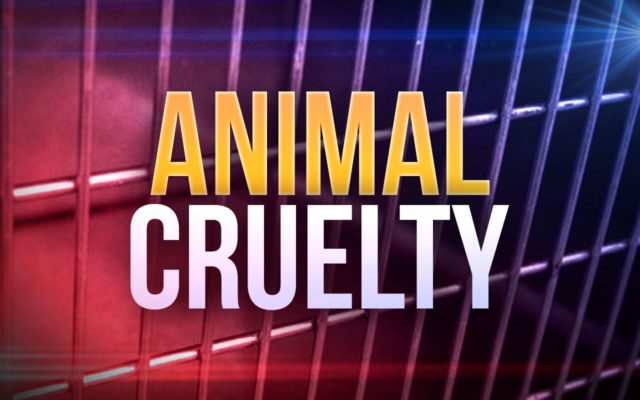 President Trump signs bill that targets animal cruelty video distribution.