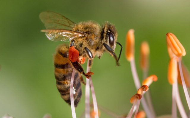 Activists are lying and leading many to believe a variety of bee species are endangered