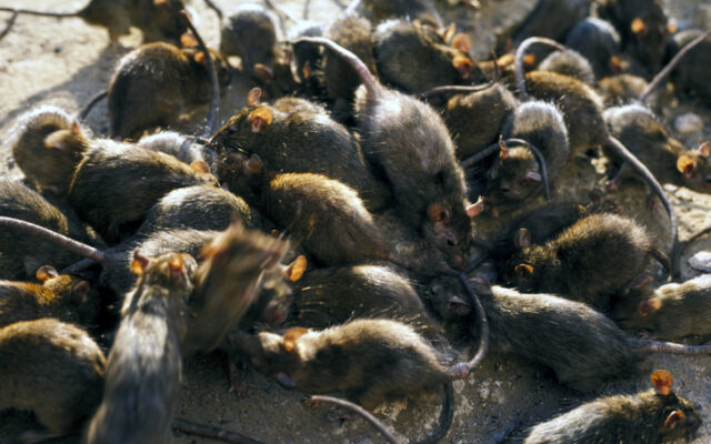 Portland Is Now The City Of Rodents