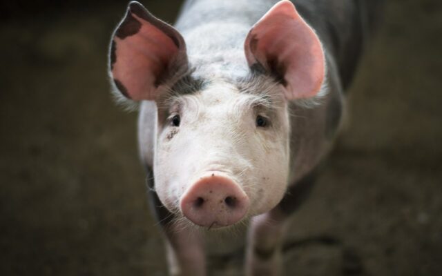 If you needed a heart transplant, would you take a GMO heart from a pig?