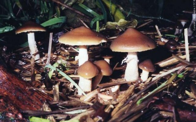 Oregon’s Magic Mushroom Legalization: Is it a Game-Changer or a Recipe for Disaster?